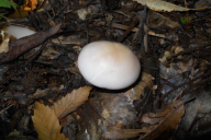 Lepista glaucocana