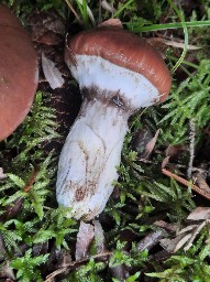 Suillus luteus