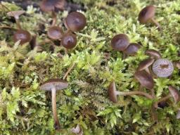 Mycena tintinnabulum