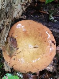 Suillellus luridus