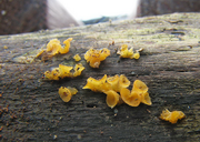 Guepiniopsis buccina