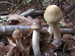 Agrocybe praecox