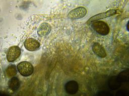 Juglanconis juglandina