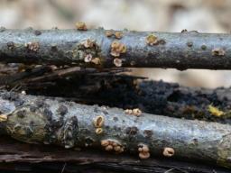 Velutarina rufo-olivacea