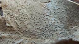 Trochila ilicina