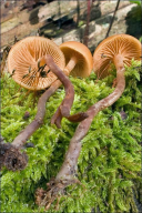 Galerina