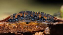 Sillia ferruginea