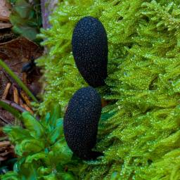 Xylaria longipes