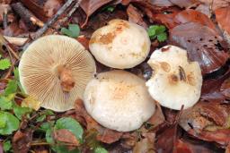 Pholiota lenta