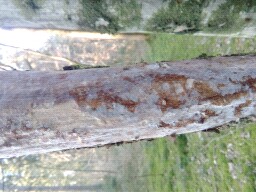 Vuilleminia comedens