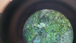 Tremella globispora