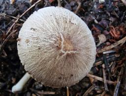 Pluteus plautus