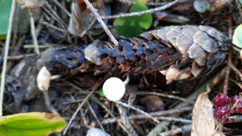 Baeospora myosura
