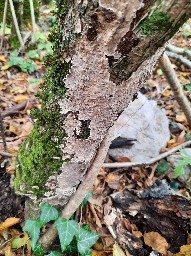 Stereum gausapatum