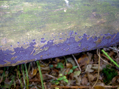 Terana coerulea