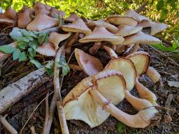 Leucoagaricus americanus