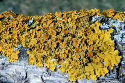 Xanthoria parietina