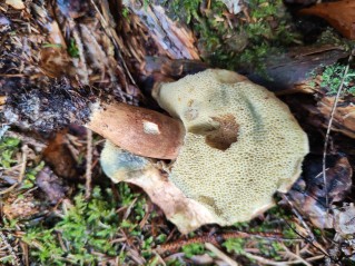 Imleria badia
