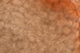 Arcyria cinerea