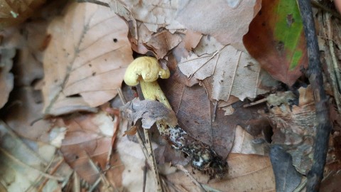Tricholoma sulphureum