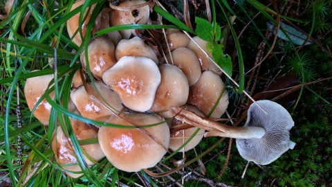 Hypholoma capnoides