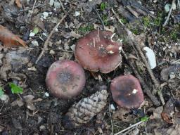 Russula badia