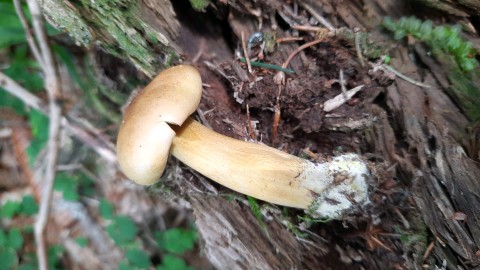 Tricholoma sulphureum