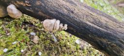 Schizophyllum amplum
