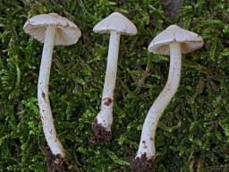 Inocybe geophylla