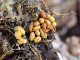 Trichia contorta var. engadinensis