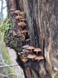 Mycena tintinnabulum