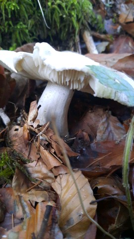 Tricholoma pardinum