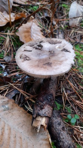 Amanita porphyria