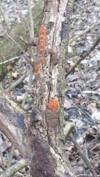 Hypoxylon ticinense