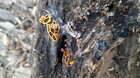 Hemitrichia serpula