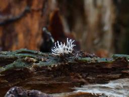 Berkelella stilbigera