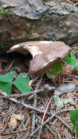Imleria badia