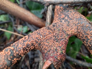 Nectria cinnabarina