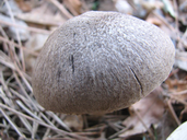 Tricholoma terreum