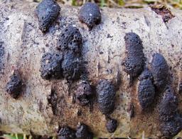 Jackrogersella multiformis