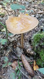 Hymenopellis radicata