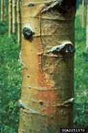 Cytospora chrysosperma