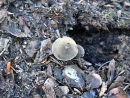 Panaeolus guttulatus