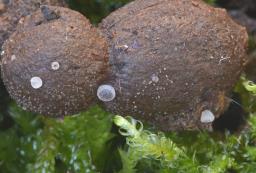 Ascobolus sacchariferus