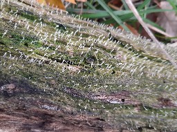 Multiclavula mucida