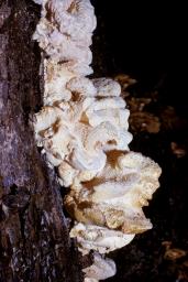 Hericium cirrhatum