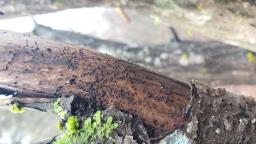 Glyphium elatum