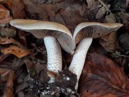 Hebeloma sinapizans