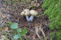 Cortinarius epipoleus