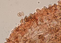 Conocybe dumetorum